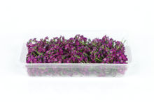 Mynd Alyssum Flowers purple 8x6 gr