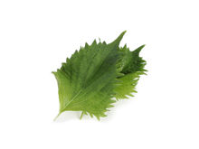 Mynd Shiso Green Leaves 12x15pc 