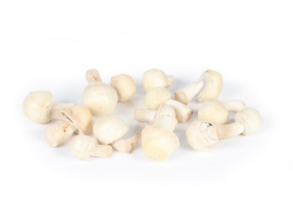 Mynd Horse mushroom 1 kg