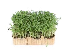 Mynd Coriander cress