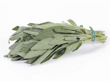 Mynd Salvia   KG