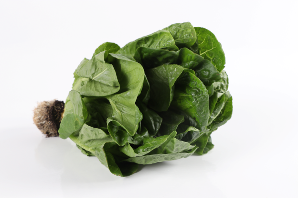 Mynd Romaine ísl. (Spretta) 250 gr