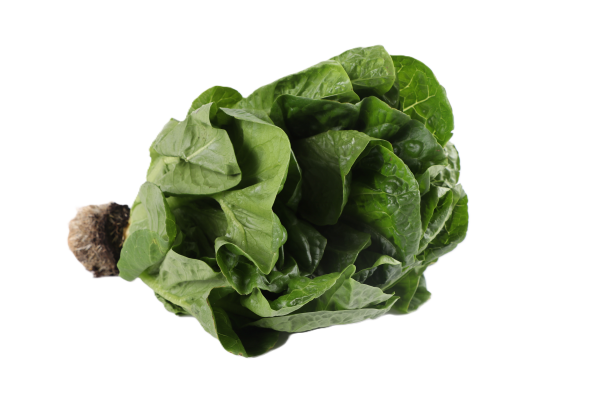 Mynd Romaine ísl. (Spretta) 250 gr