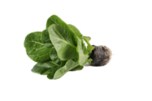 Mynd Baby Romain (Spretta) 160 gr